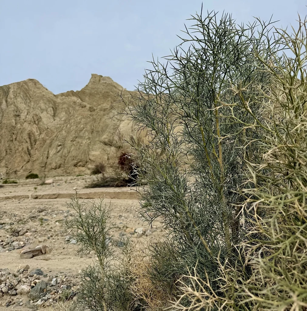 Psorothamnus Spinosus