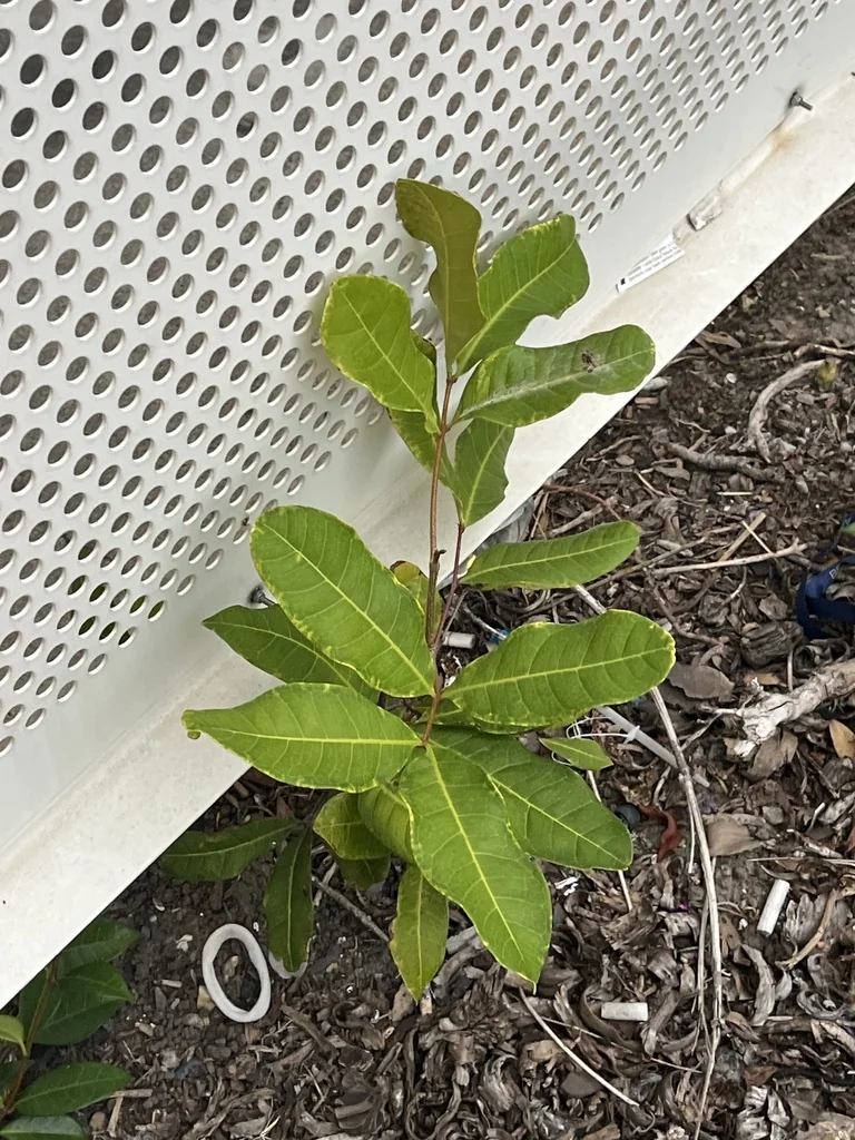 Cupaniopsis Anacardioides