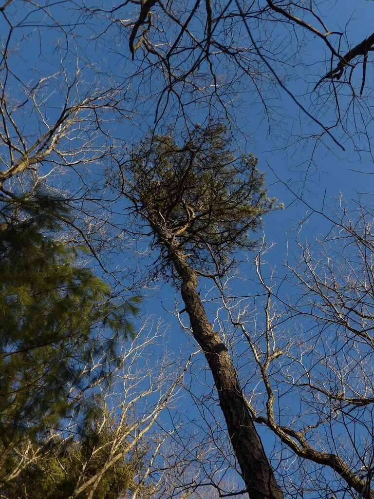Pinus Echinata