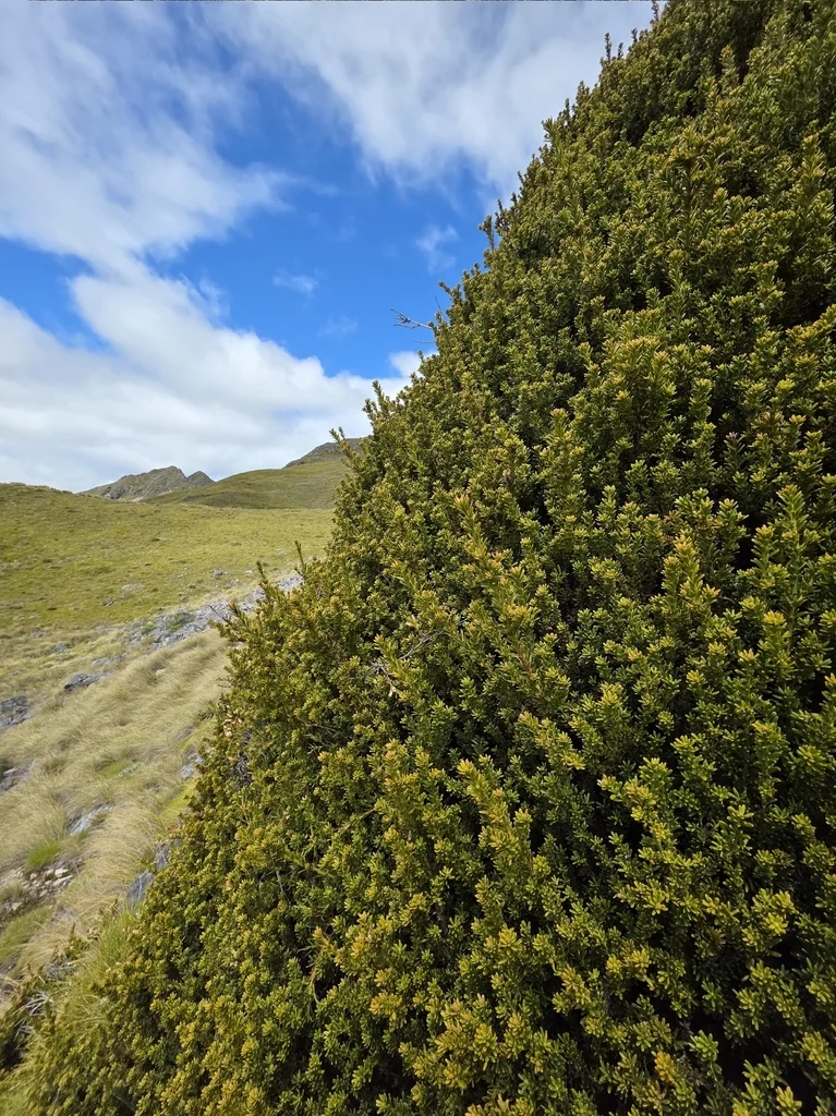 Podocarpus Nivalis