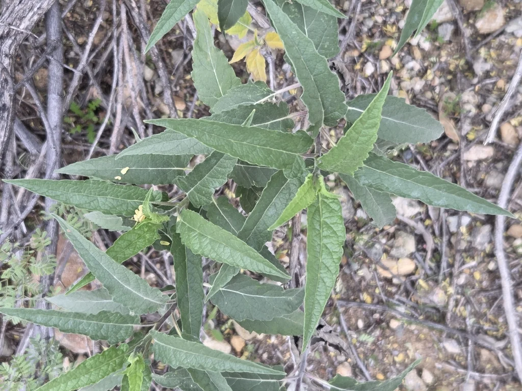 Ambrosia Ambrosioides