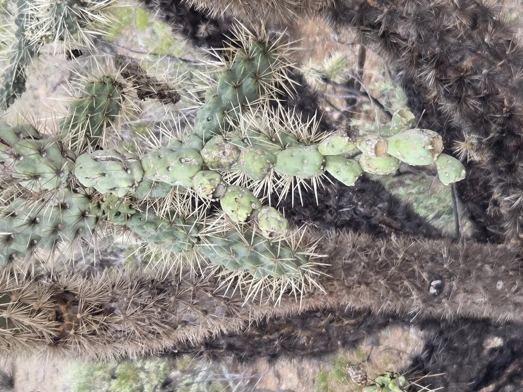 Opuntia Fulgida