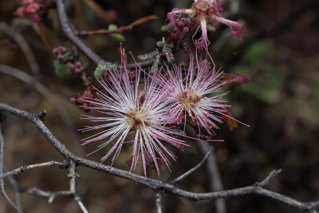 Calliandra Eriophylla