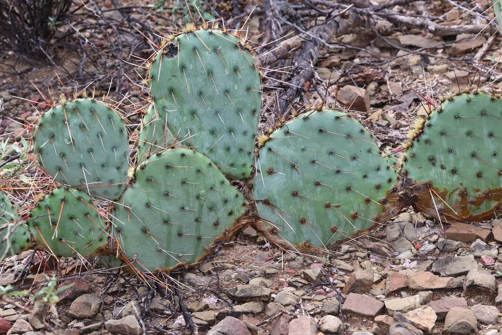 Opuntia Phaeacantha
