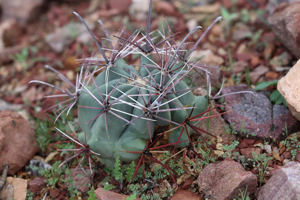 Ferocactus Wislizeni
