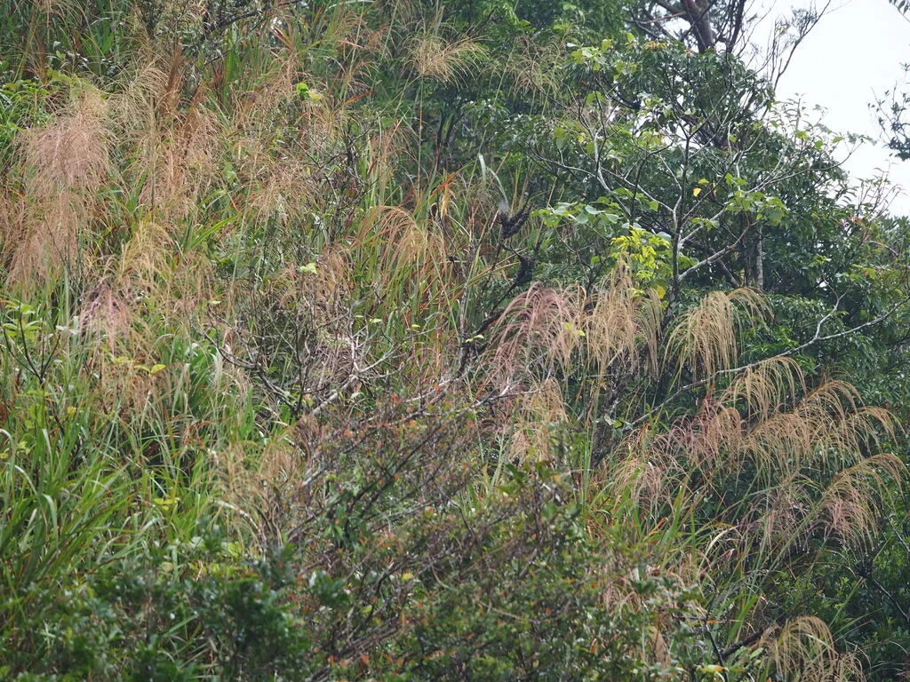 Miscanthus Transmorrisonensis