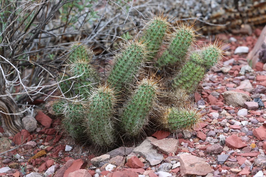 Echinocereus Fasciculatus