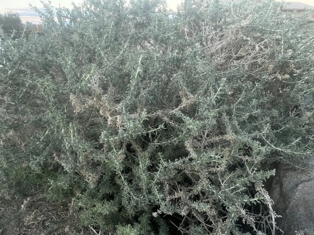 Ambrosia Dumosa