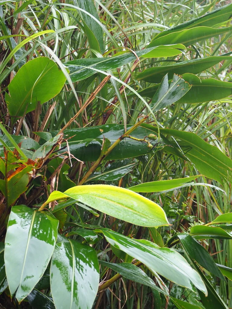 Alpinia Zerumbet