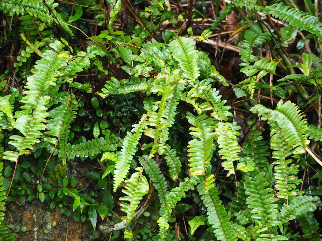 Nephrolepis cordifolia
