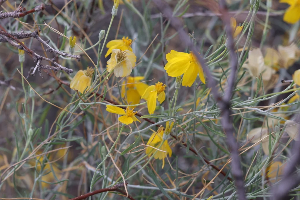 Psilostrophe Cooperi