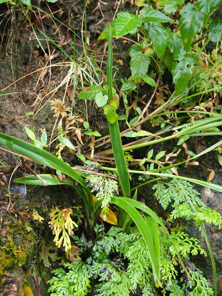 Dianella Ensifolia