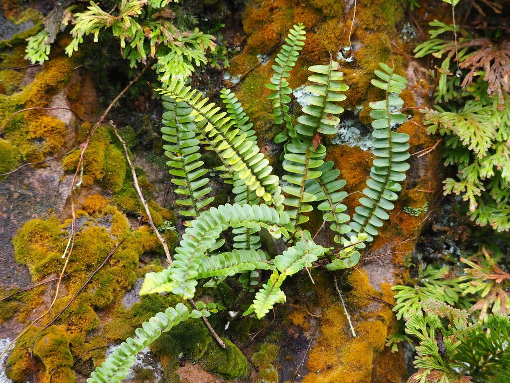 Nephrolepis cordifolia
