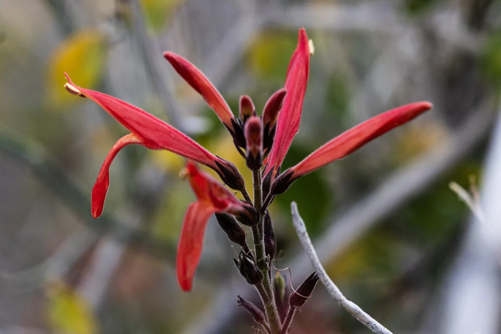 Justicia Californica