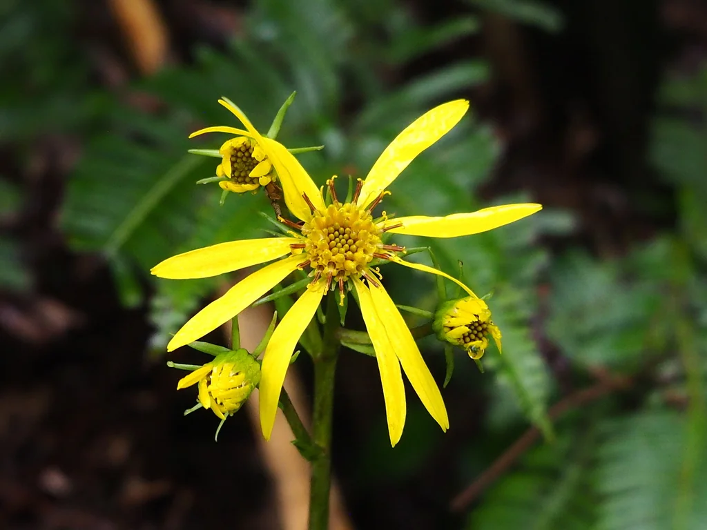 Farfugium Japonicum