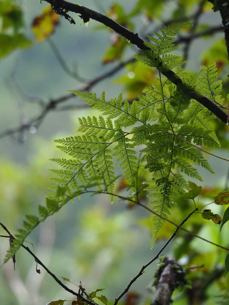 Davallia Trichomanoides
