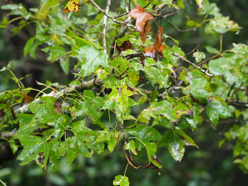 Liquidambar Formosana