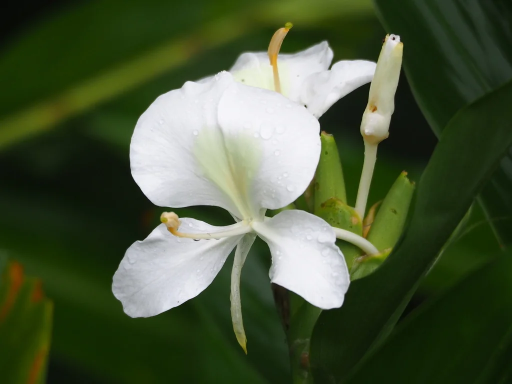 Hedychium Coronarium