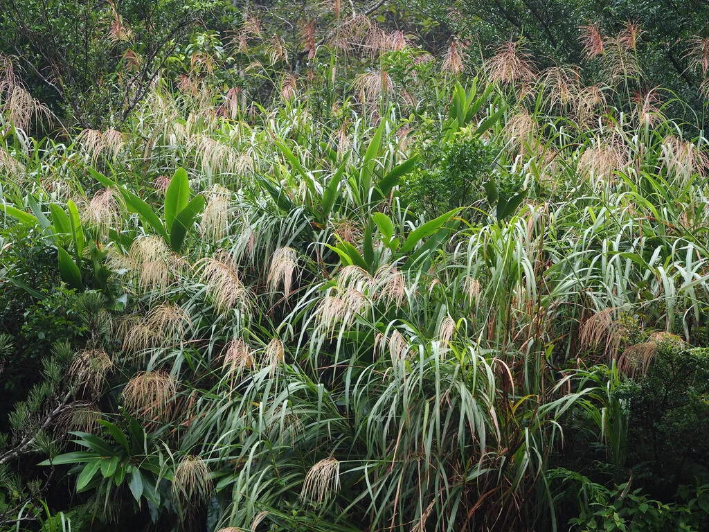 Miscanthus Transmorrisonensis