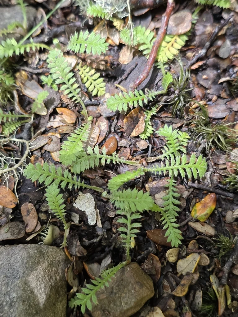Leptinella Squalida