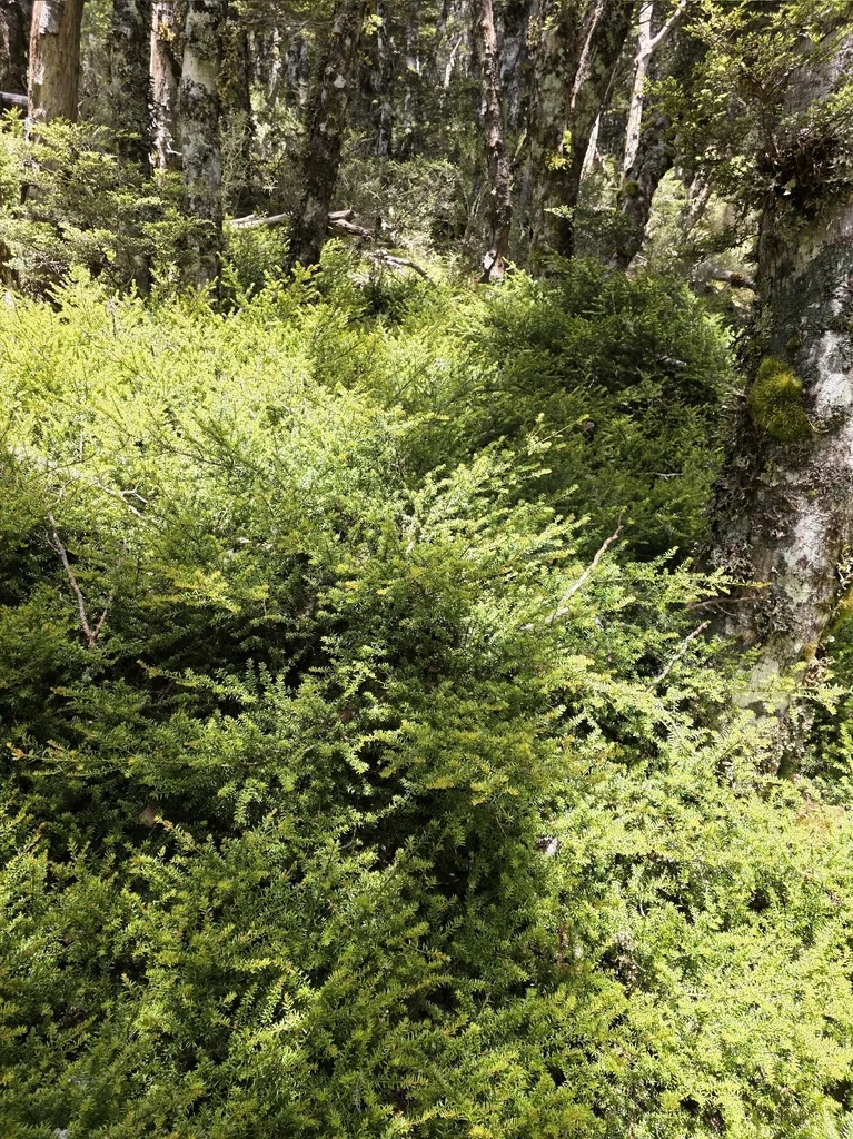 Podocarpus Nivalis