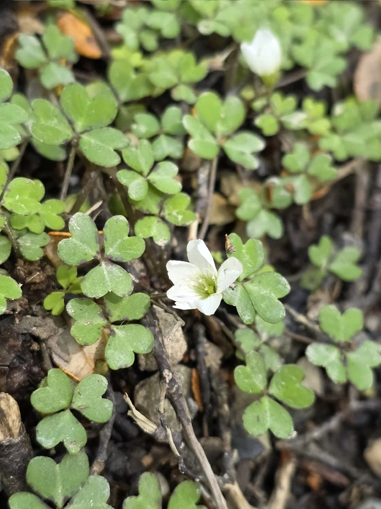 Oxalis Magellanica