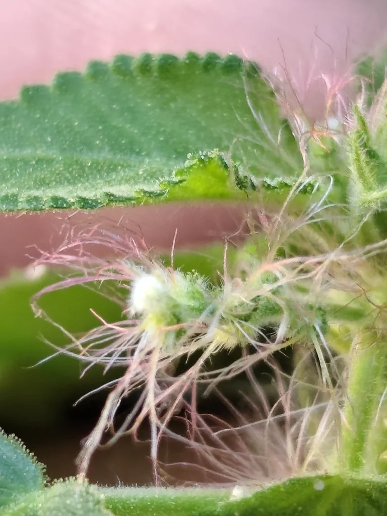 Acalypha Californica