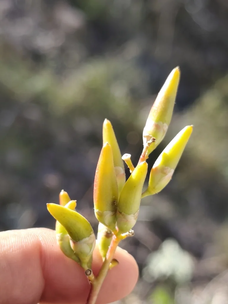 Fouquieria Diguetii