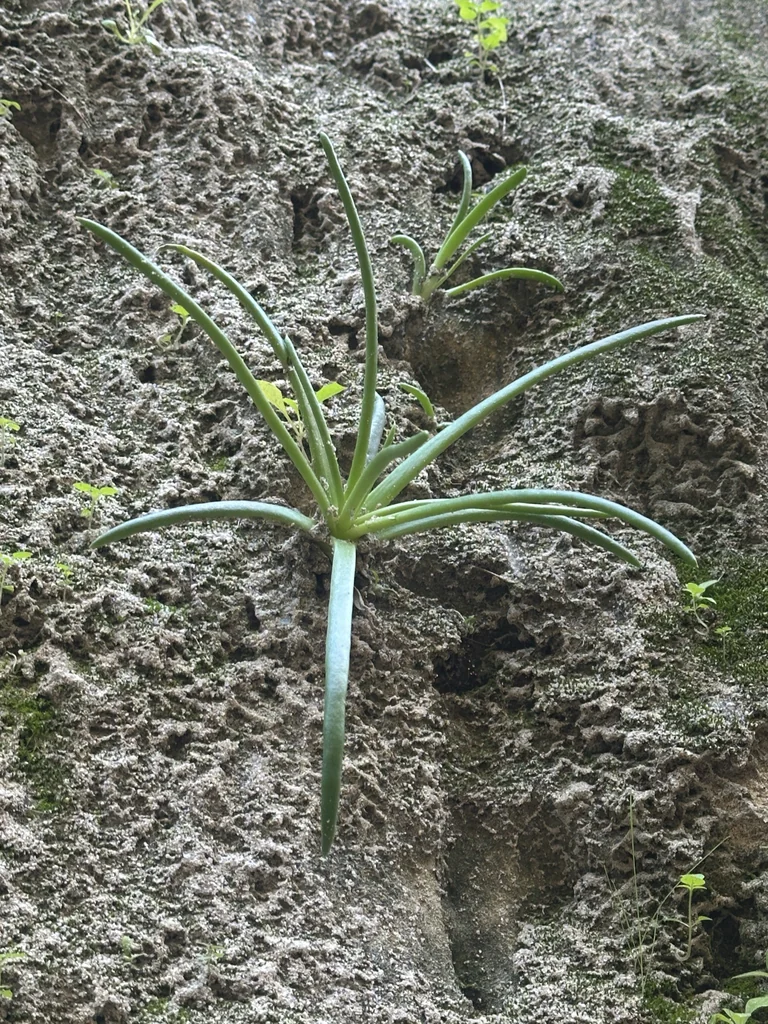 Dudleya Edulis