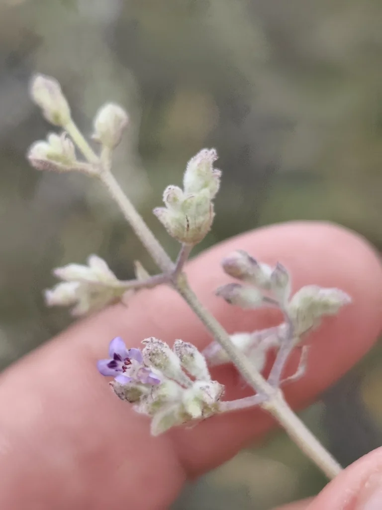 Hyptis Emoryi