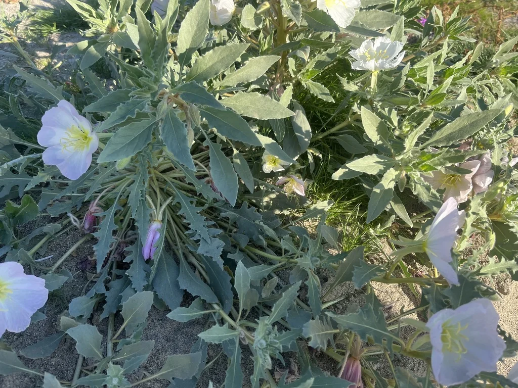 Oenothera Deltoides