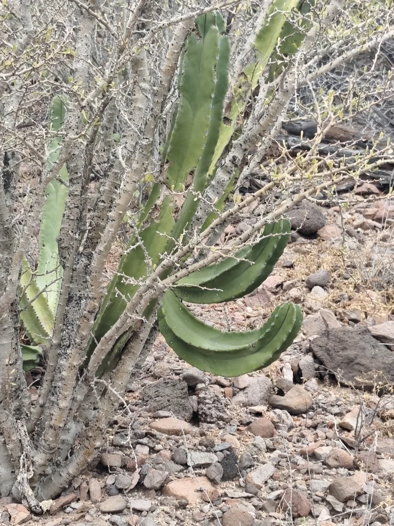 Pachycereus schottii