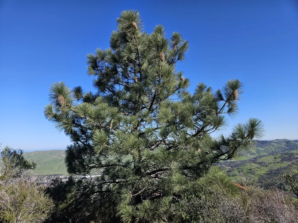 Pinus Coulteri