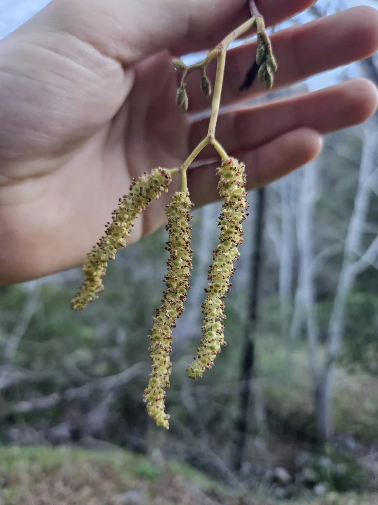 Alnus Rhombifolia