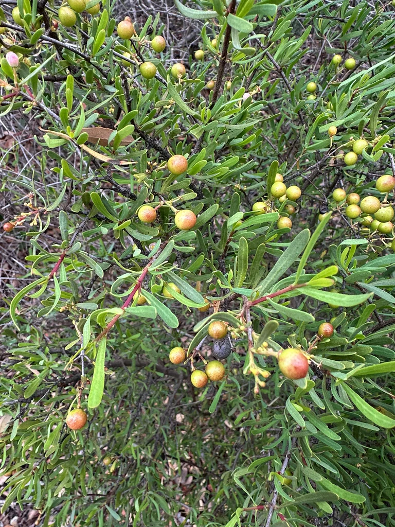 Cneoridium Dumosum