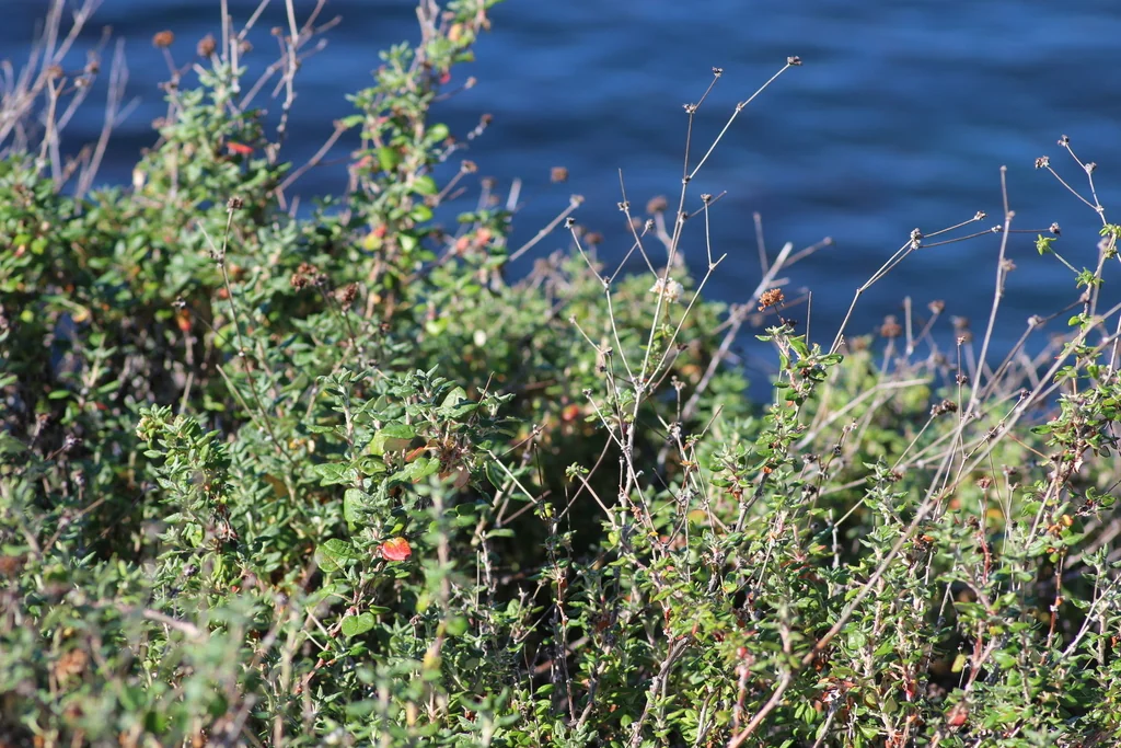 Eriogonum parvifolium