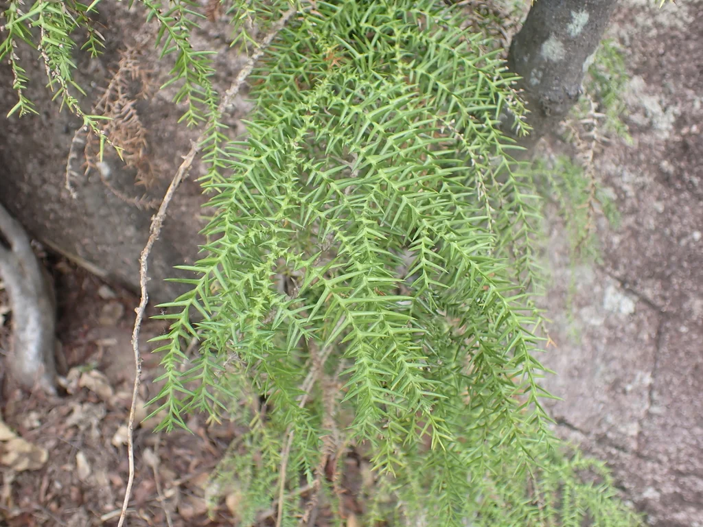 Araucaria Cunninghamii