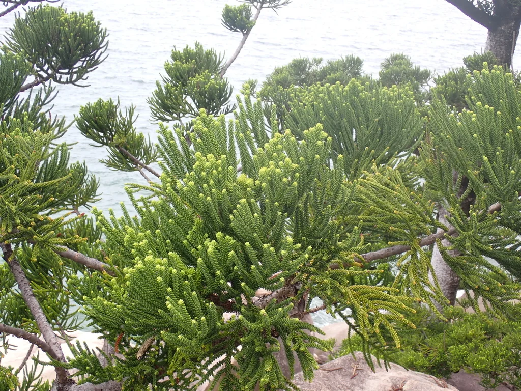 Araucaria Cunninghamii