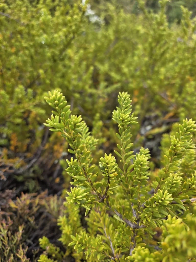 Podocarpus Nivalis