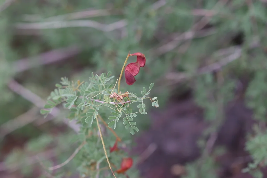 Acacia Greggii