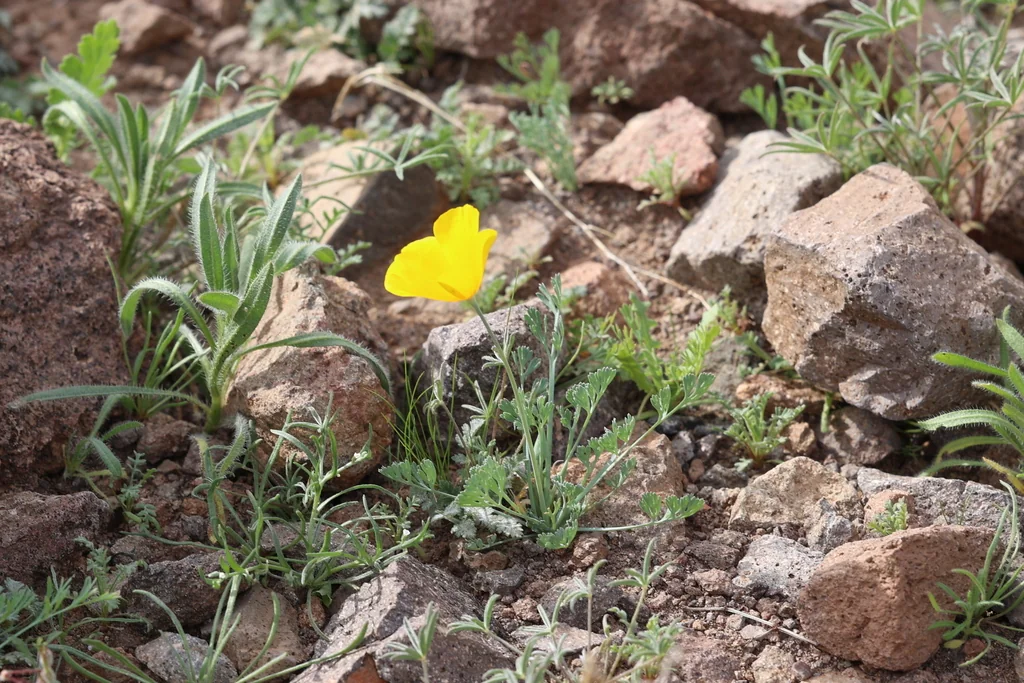Eschscholzia Mexicana