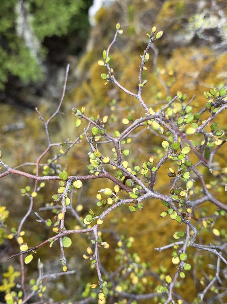 Corokia Cotoneaster