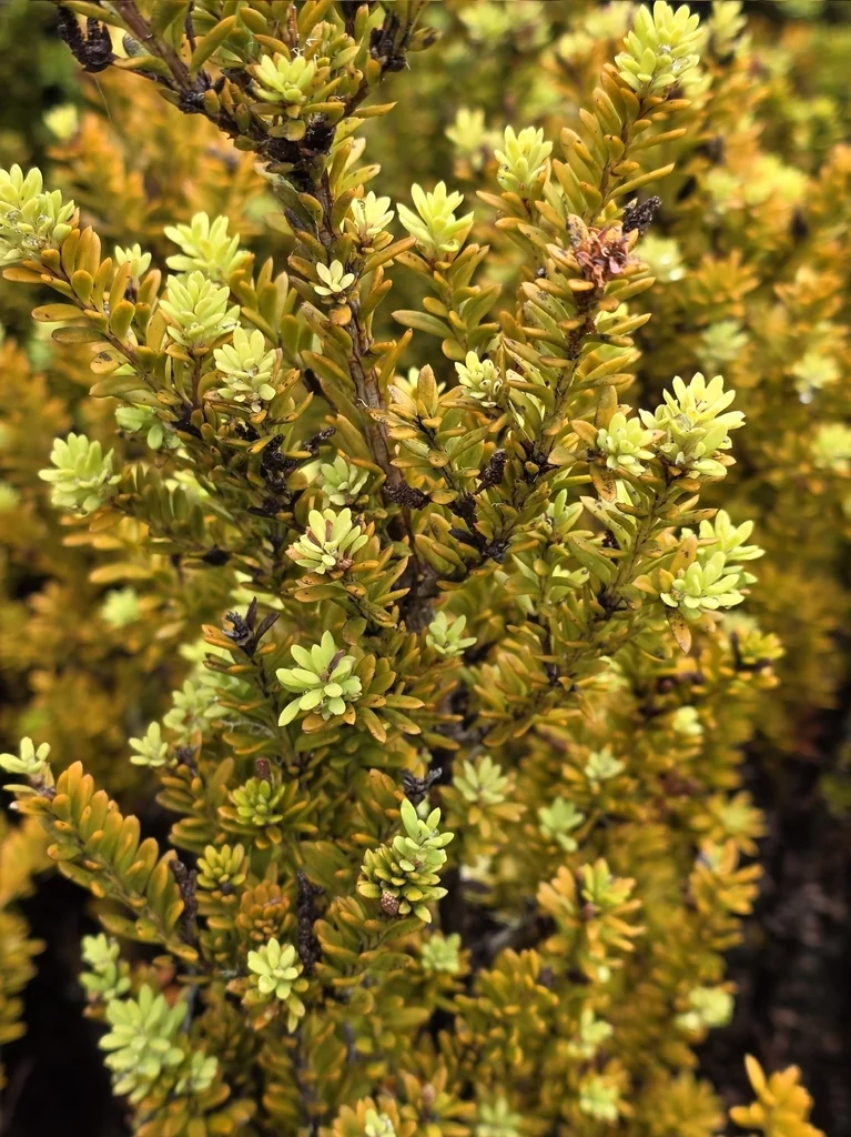 Podocarpus Nivalis