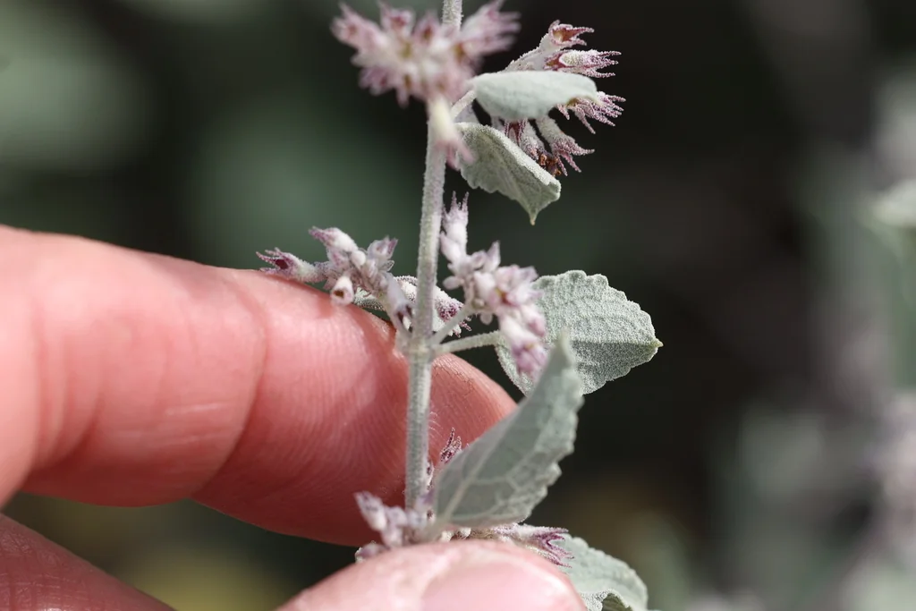 Hyptis Emoryi