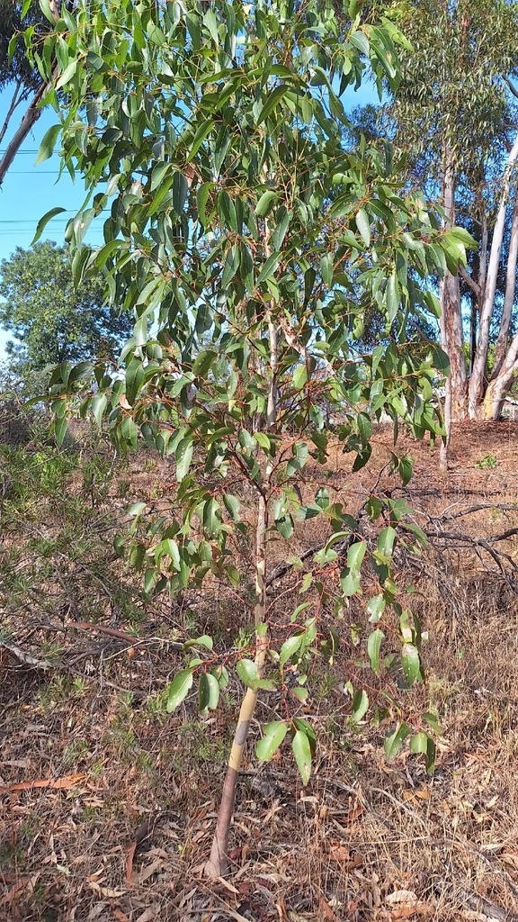 Eucalyptus Cladocalyx