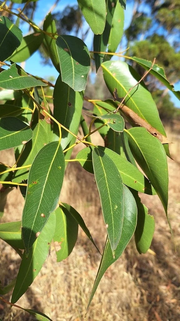 Eucalyptus Cladocalyx