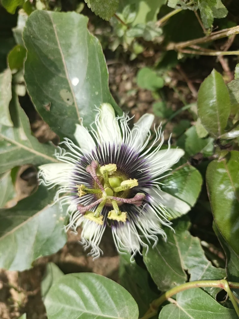 Passiflora Edulis
