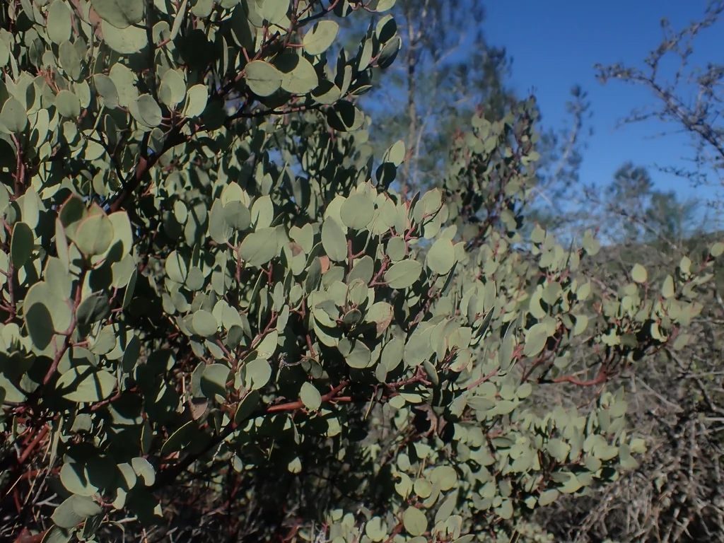 Arctostaphylos Viscida