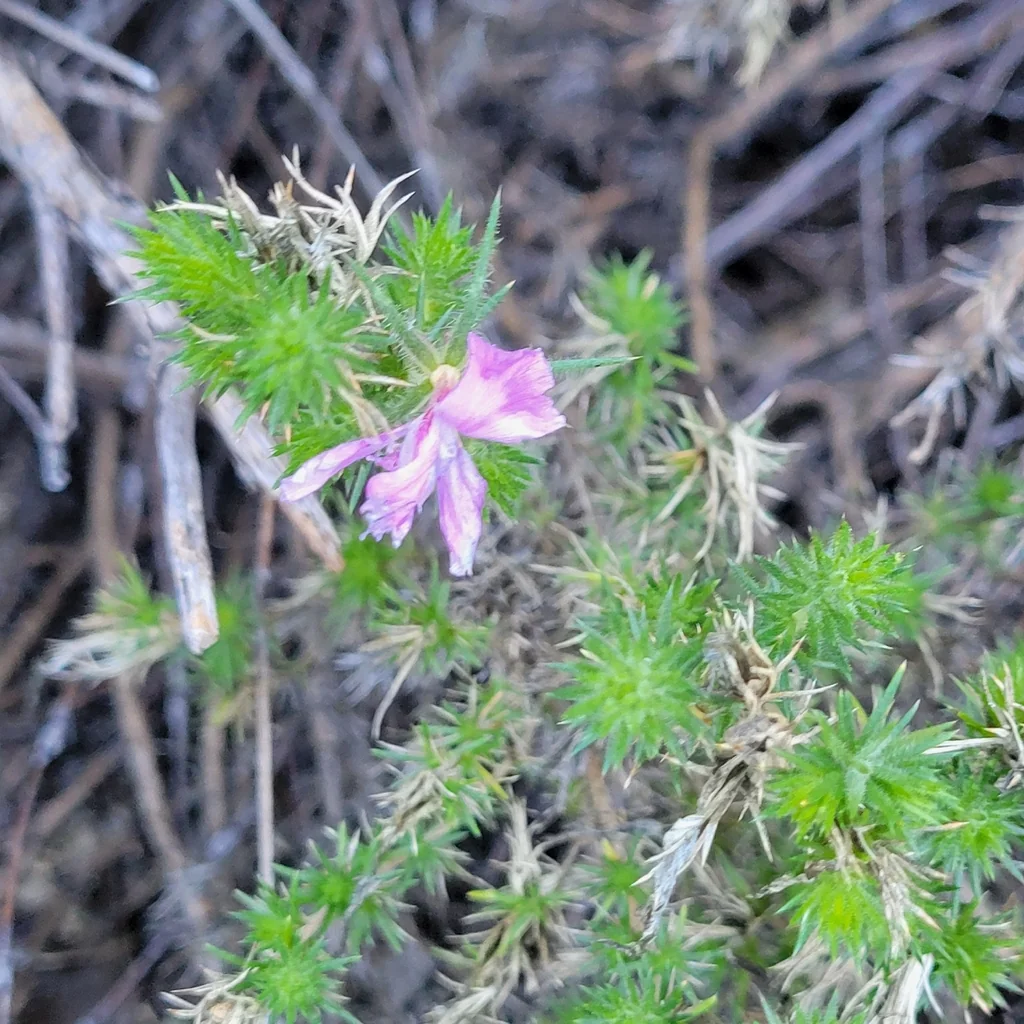 Linanthus Californicus