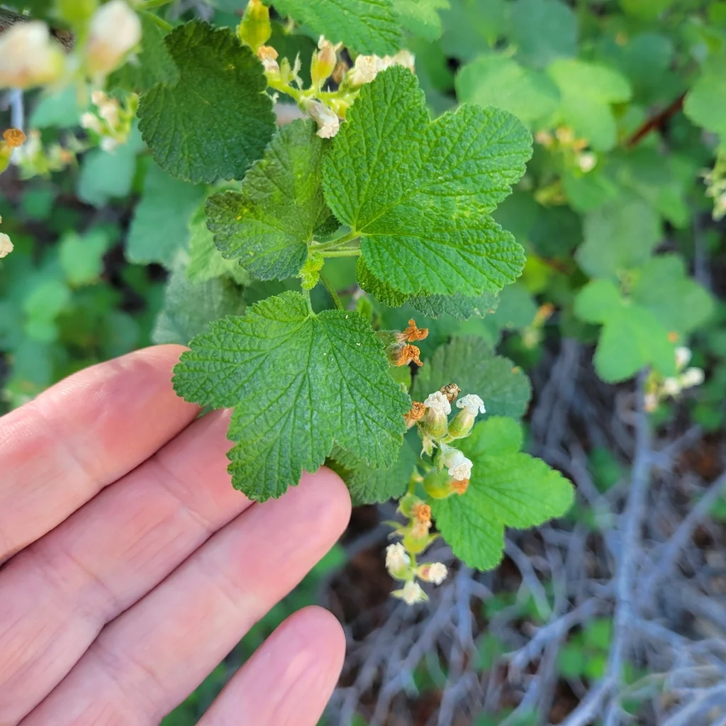 Ribes Indecorum